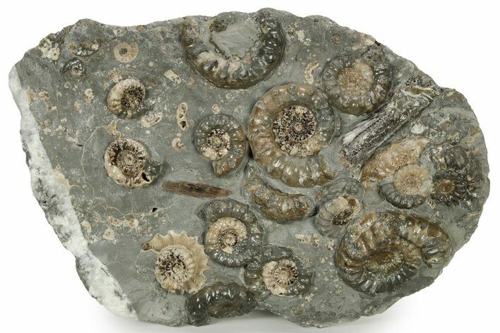 Plate Of Ammonite (Xipheroceras) Fossils - Dorset, England #242421